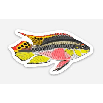 Stickers | 3" Kribensis Cichlid Kribensis Super Cichlids